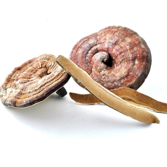 Dried reishi mushroom.jpg